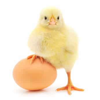 An egg a day may be healthful nutrition.