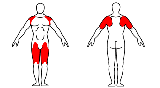 Muscle groups affected by the Kettlebell Thruster exercise. Muscle groups affected by Kettlebell Thruster