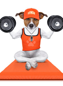 Your Dog’s Fitness